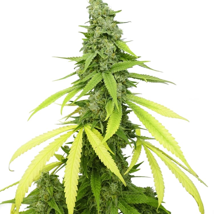 Mag Landrace Auto Seeds