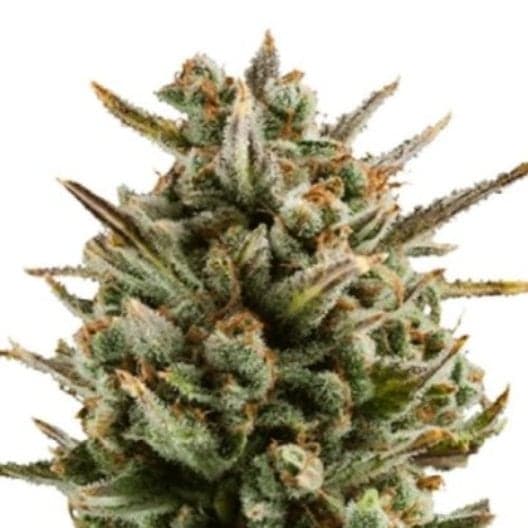 Mango Haze Auto Seeds