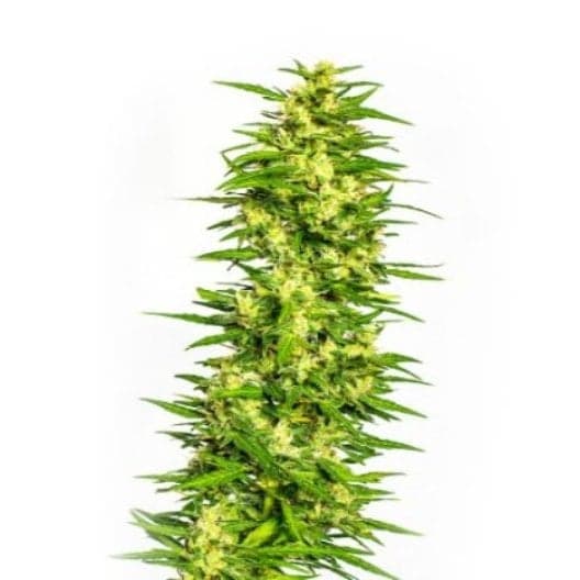 Maui Pineapple Chunk Auto Seeds