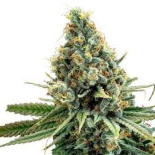 Medicine Man Auto Seeds