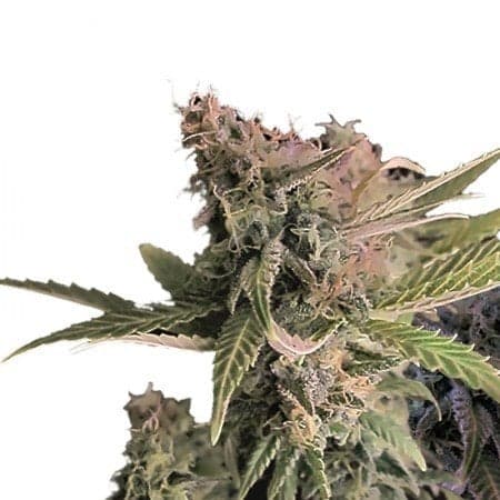 Moby Dick Auto Seeds