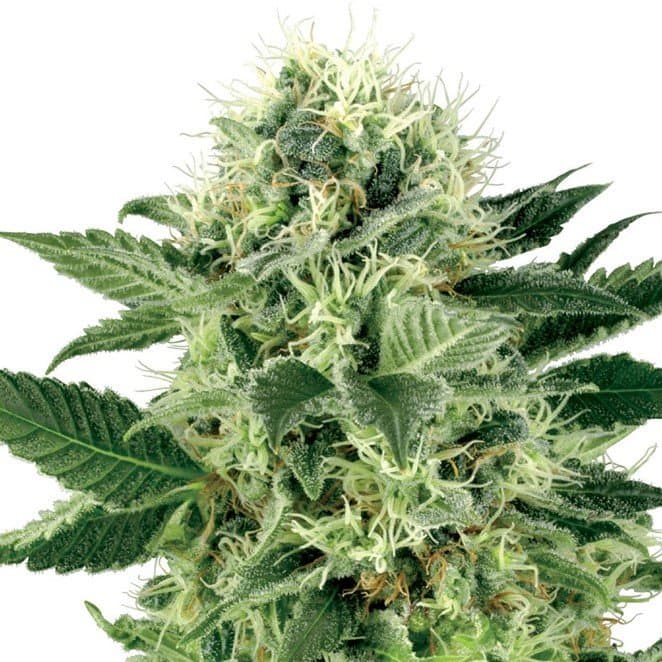 Mother of Berries Seeds