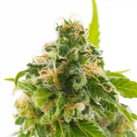 Night Nurse Seeds