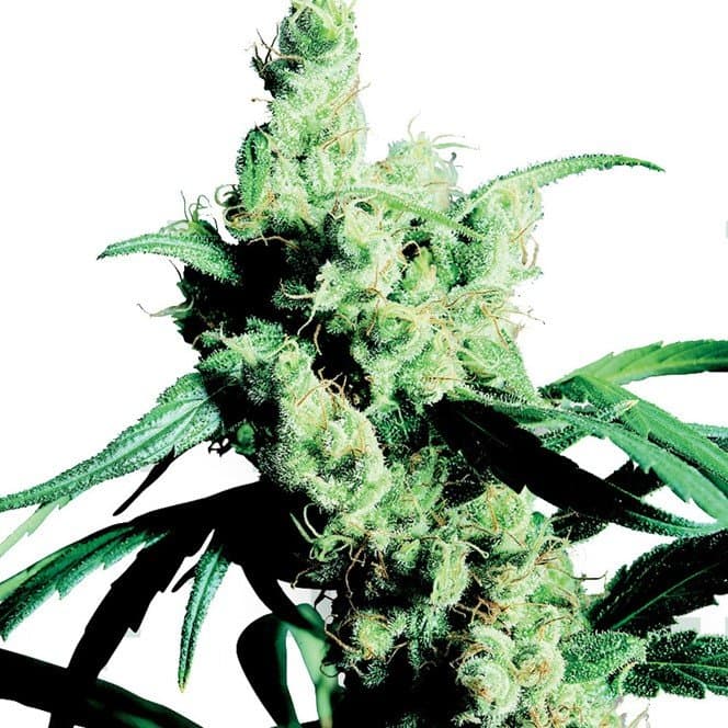 Ogre Seeds