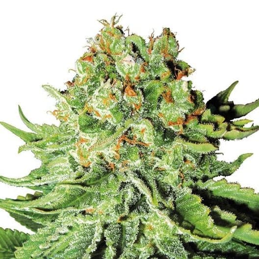 Orange Bud Auto Seeds