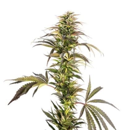 Pine Tar Kush Auto Seeds