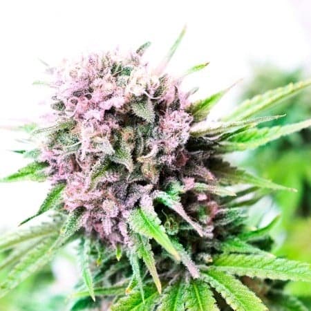 Pink Bubba Seeds