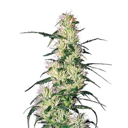 Pluto Kush Auto Seeds