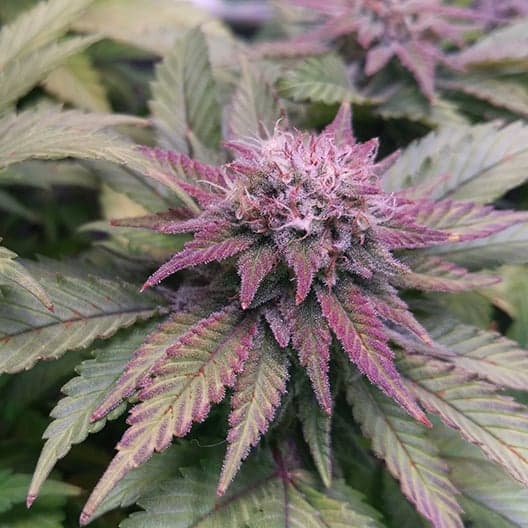 Purple Afghani Seeds