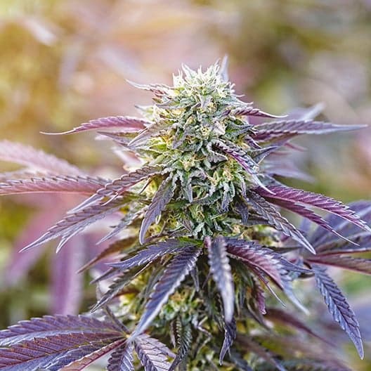 Purple Arrow Seeds