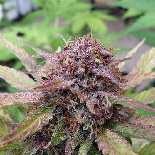 Purple Cotton Candy Auto Seeds