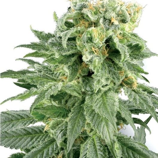 Purple Monkey Balls Seeds
