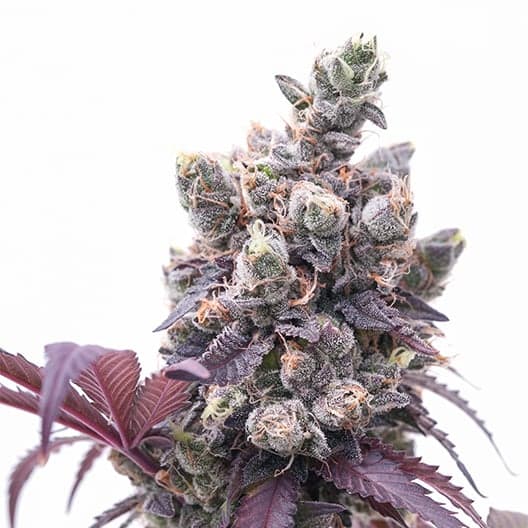 Purple Nepal Candy Auto Seeds