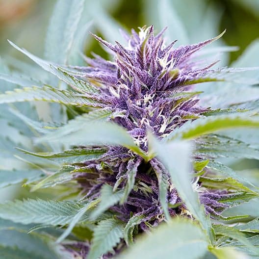 Purple OG Kush Seeds
