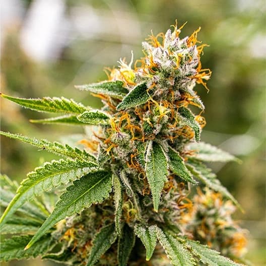 Red Bullz Seeds
