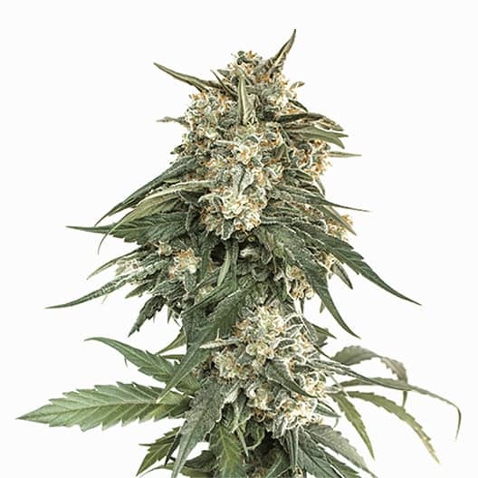 Skywalker Alien Seeds
