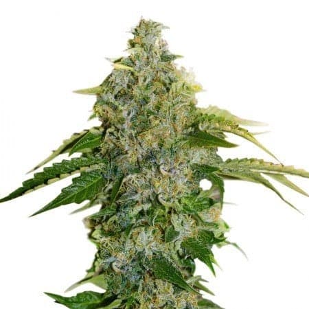 Sour Apple Auto Seeds