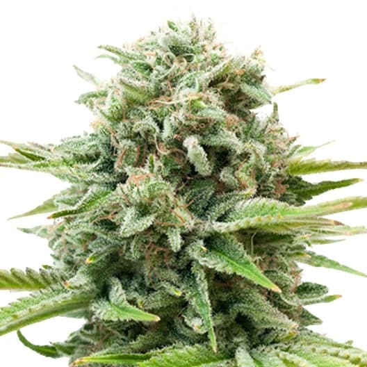 Sugar Mama Seeds