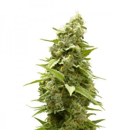 Sweet Tooth Auto Seeds