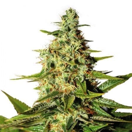 Tahoe OG Kush Auto Seeds