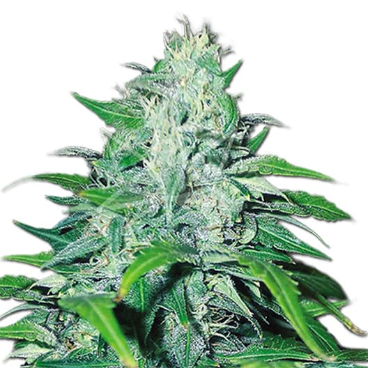 Turbo Mind Warp Auto Seeds