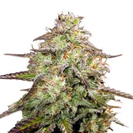 Yumboldt Auto Seeds