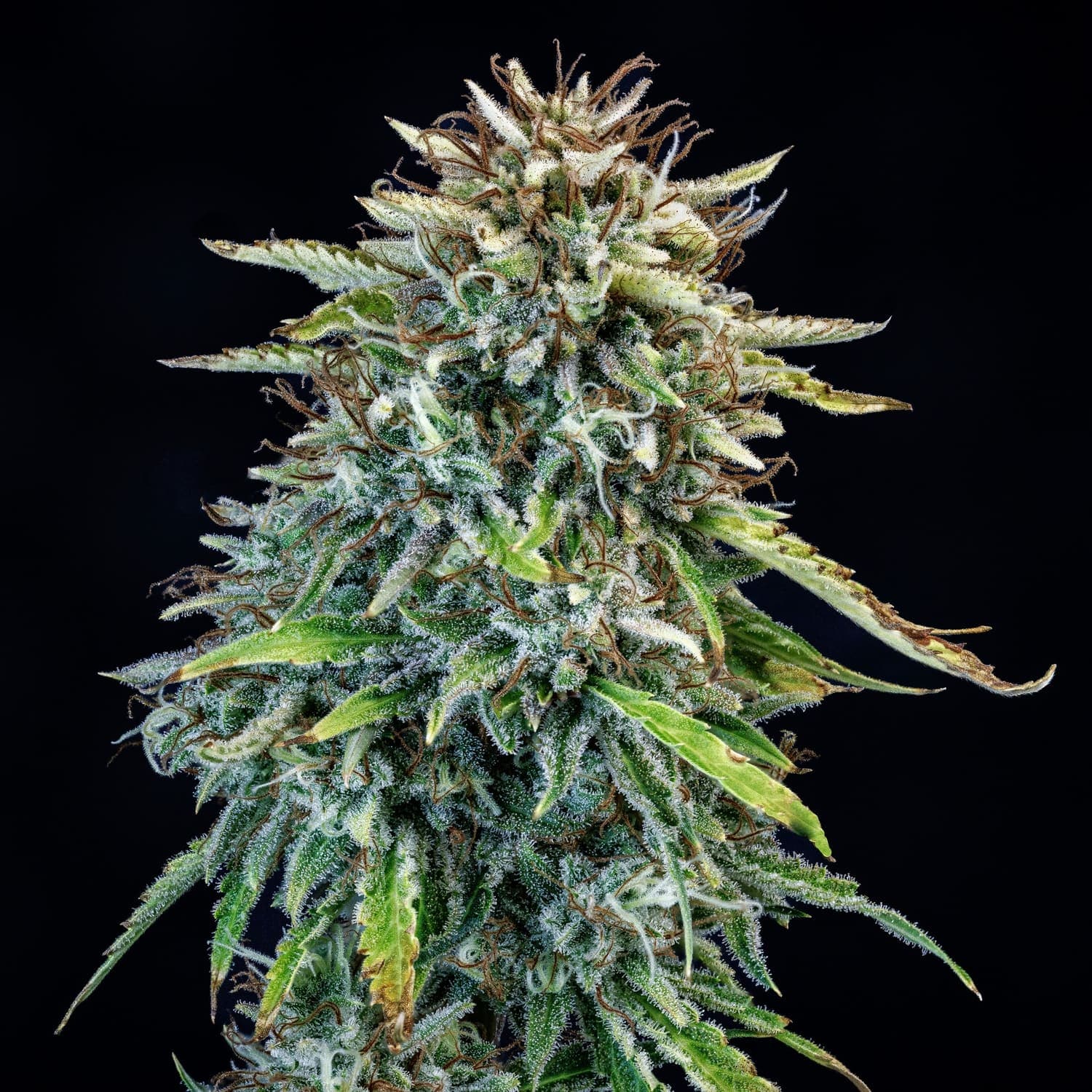 505 Headbanger Auto Seeds