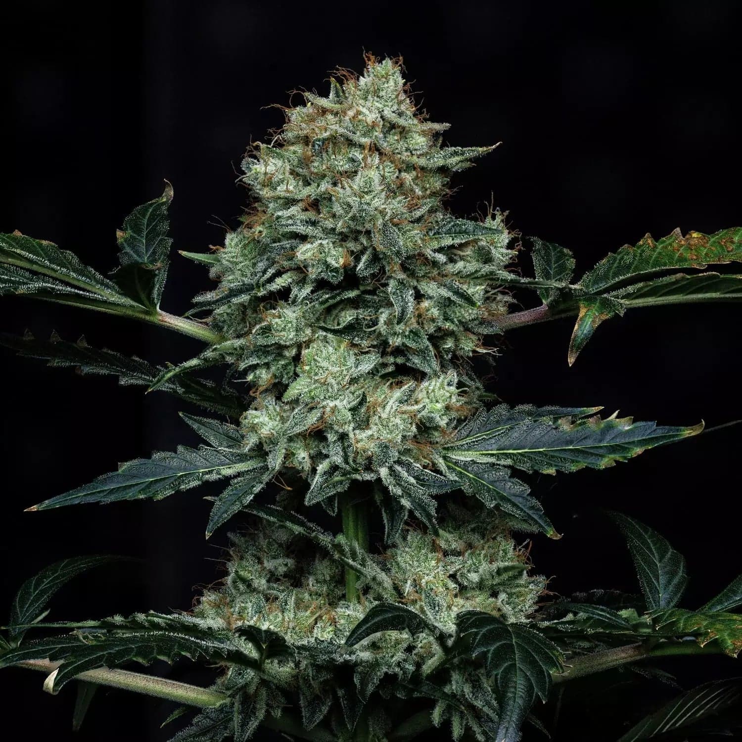 Apollo Haze Auto Seeds