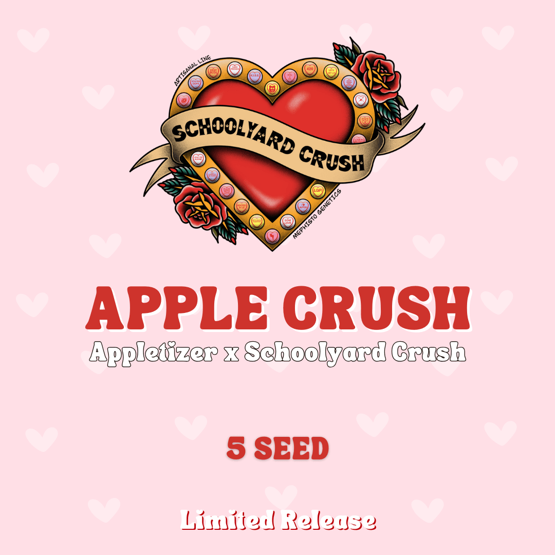 Apple Crush Auto Seeds
