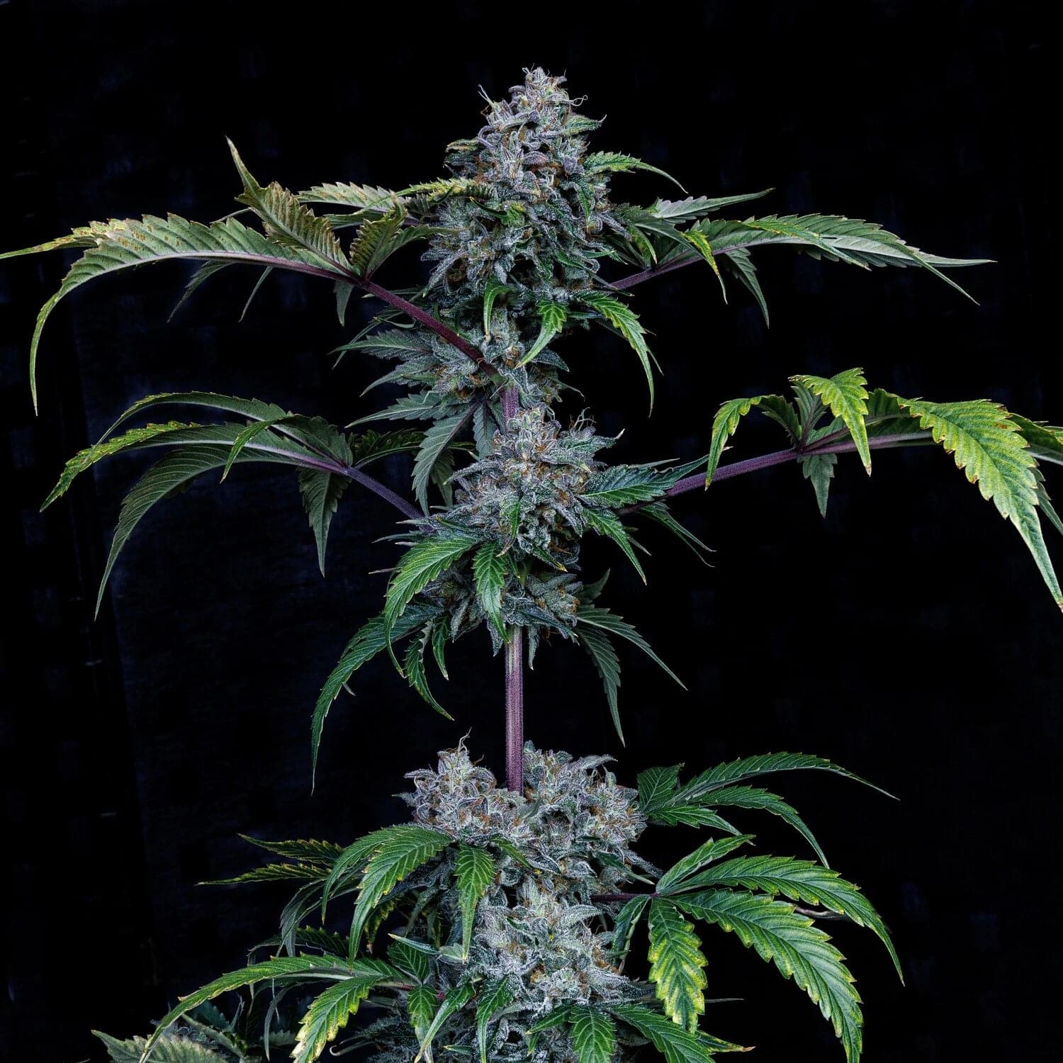 Bear Force One Auto Seeds