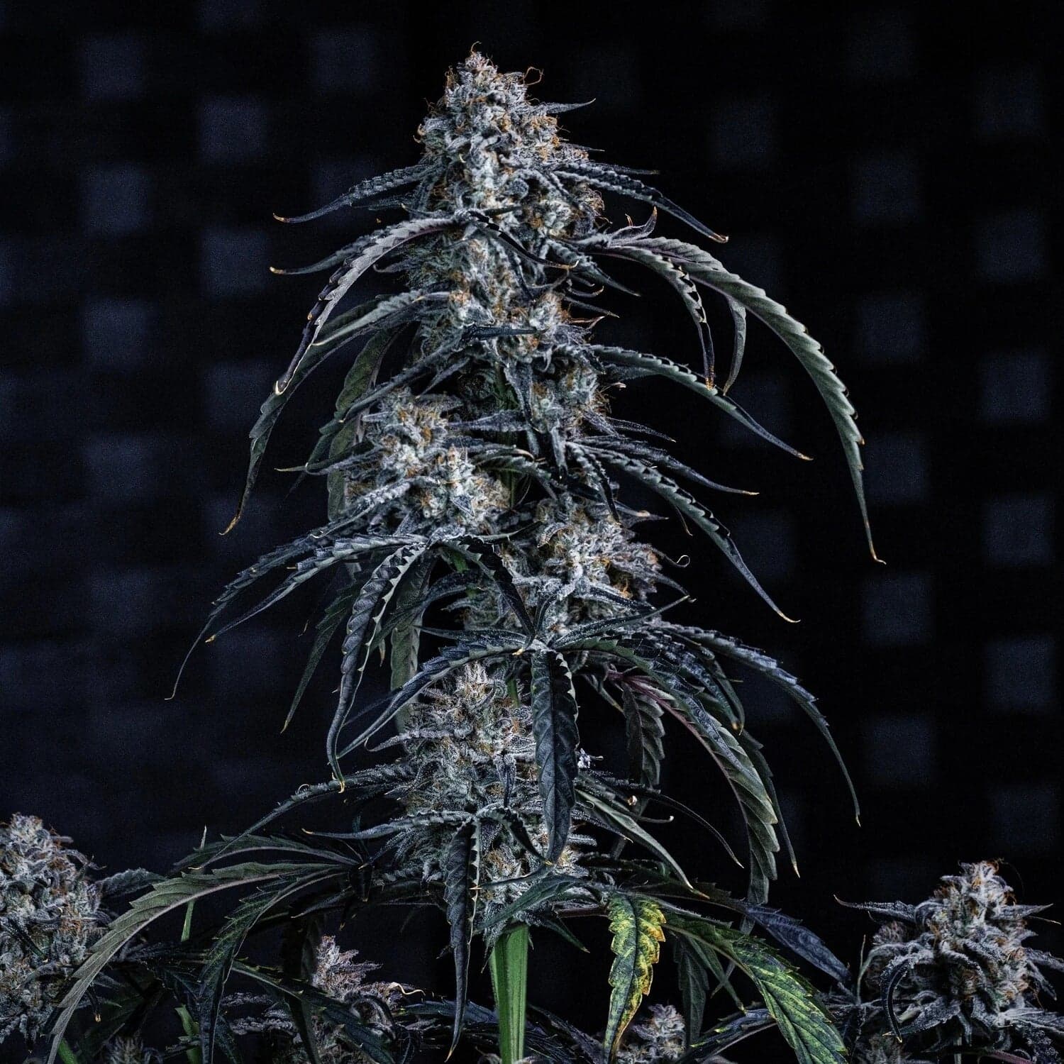 Beary Berry Punch Auto Seeds