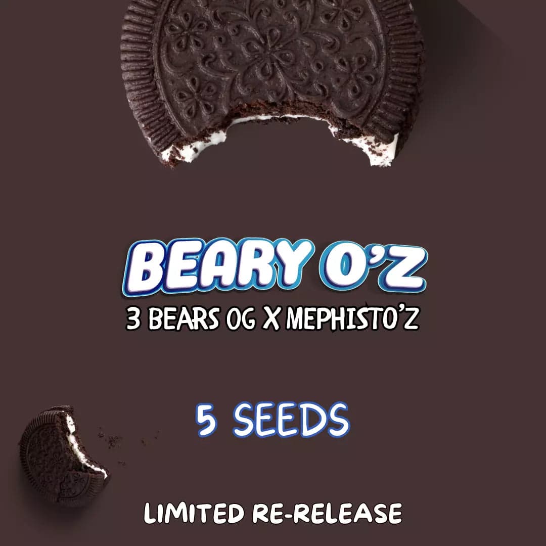 Beary O’z Auto Seeds