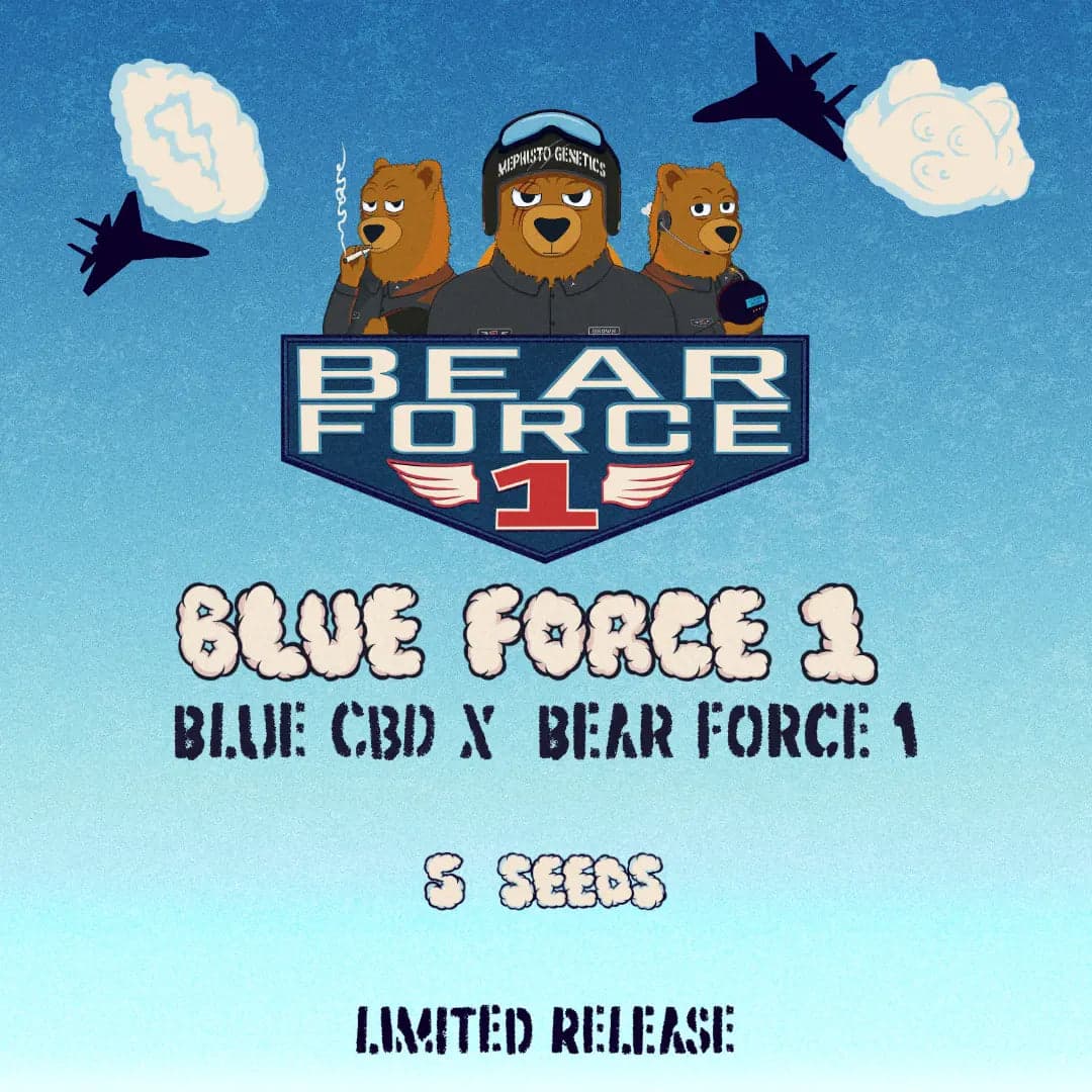 Blue Force 1 Auto Seeds