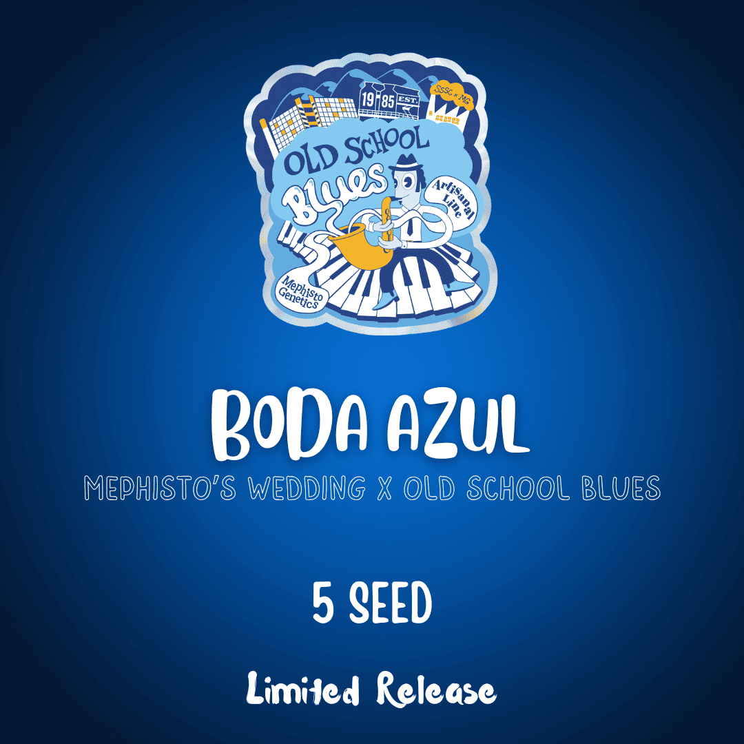 Boda Azul Auto Seeds