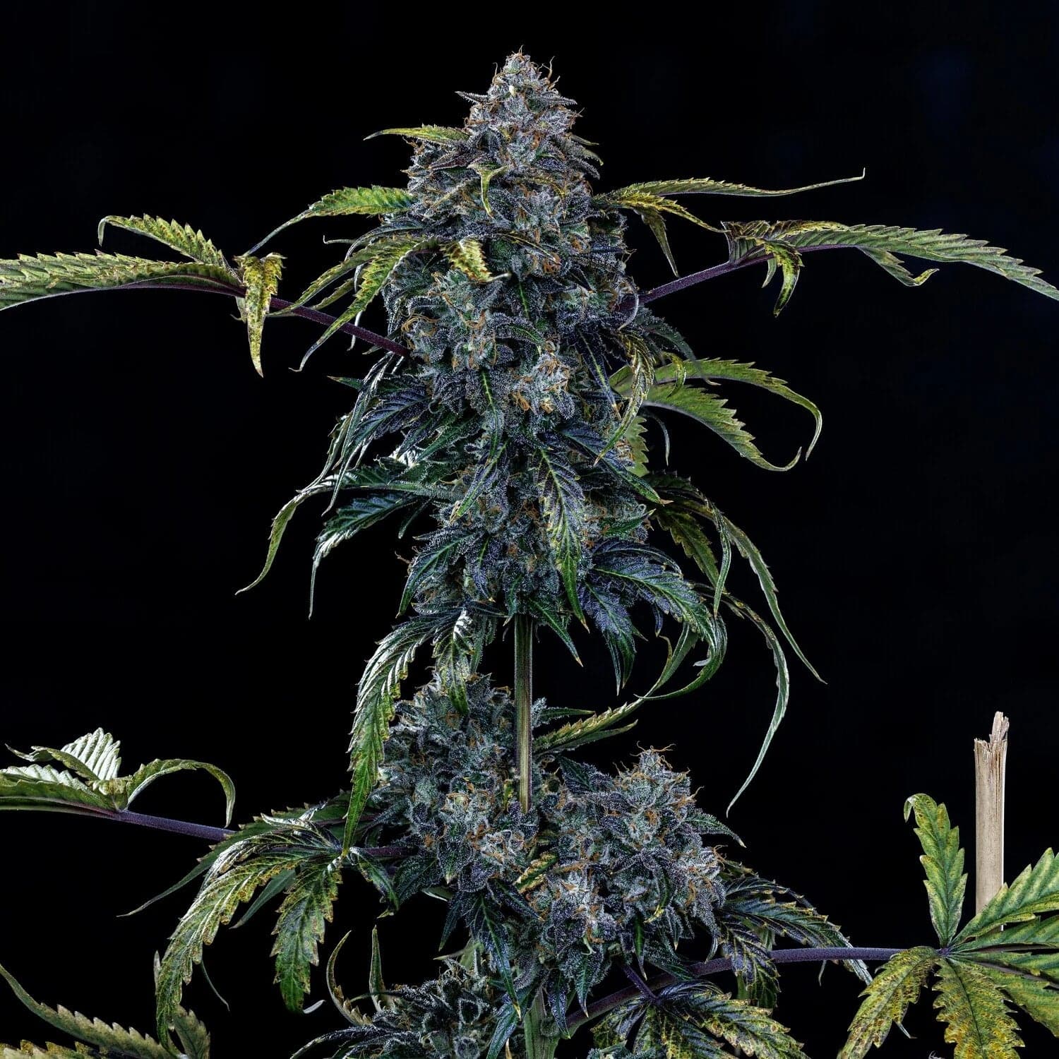 Butters' Breath Auto Seeds