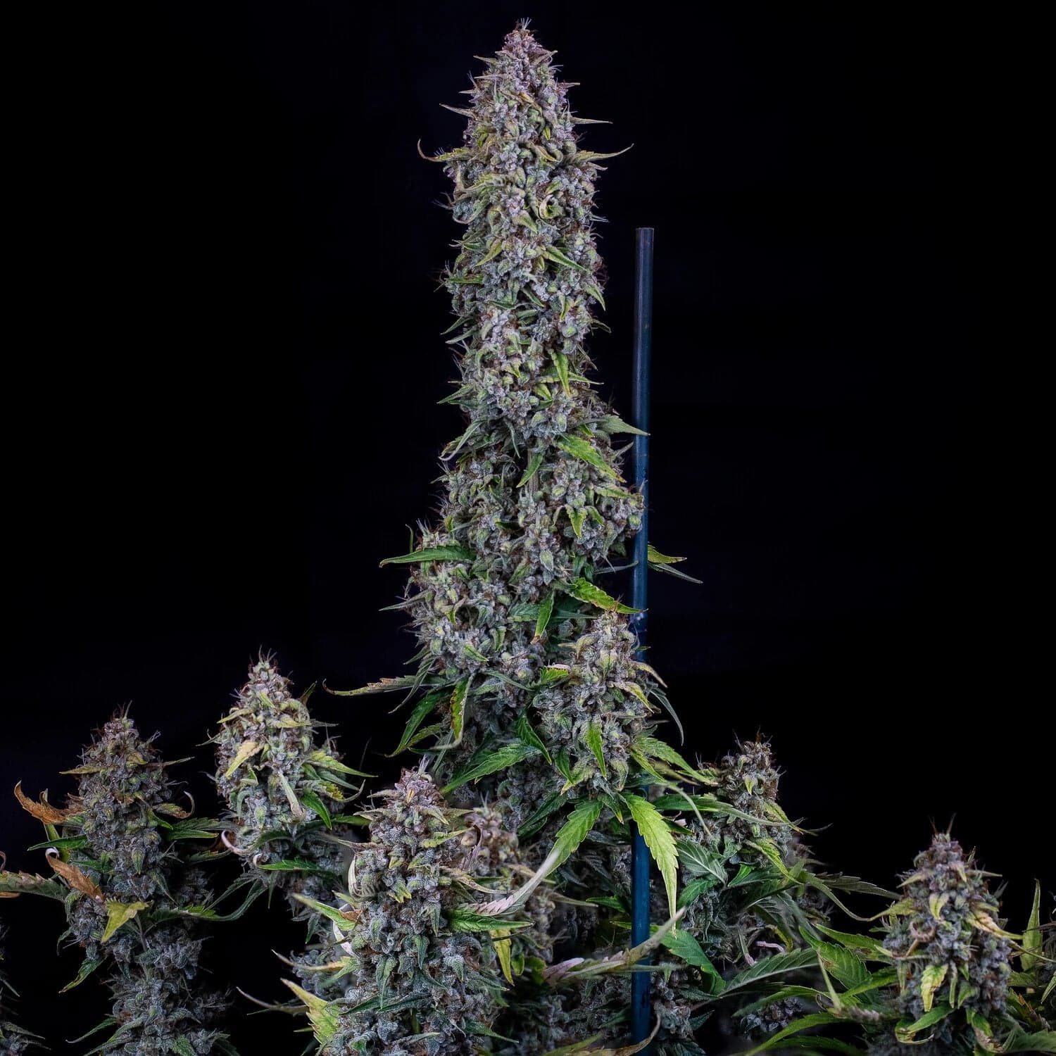 Dodgy Jammers Auto Seeds