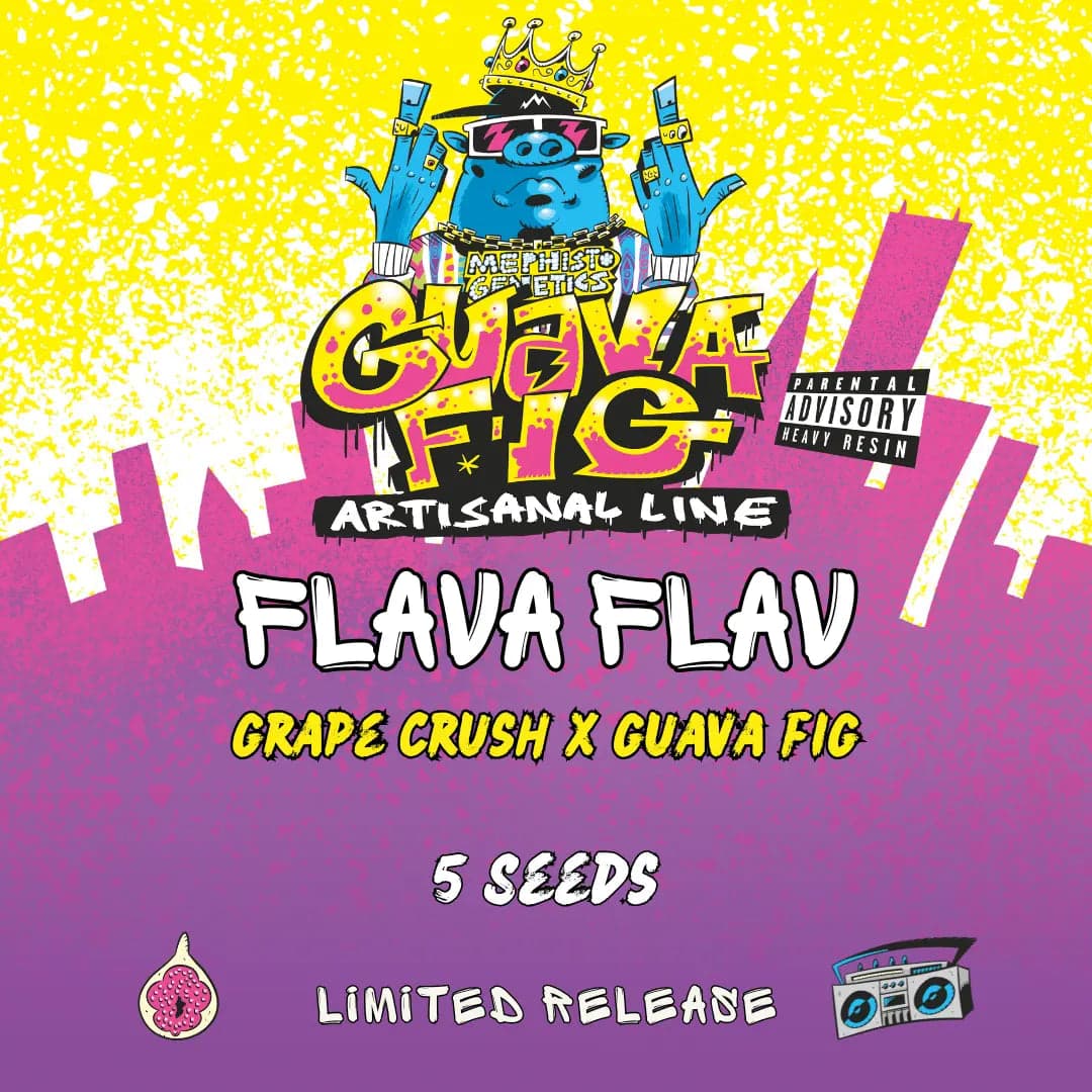 Flava Flav Auto Seeds