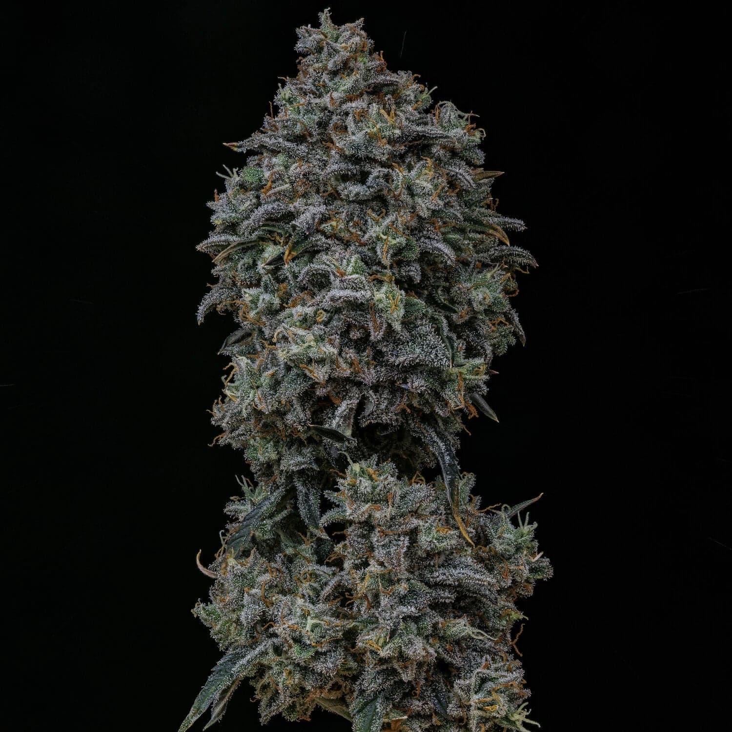 Gelauto N°33 Auto Seeds