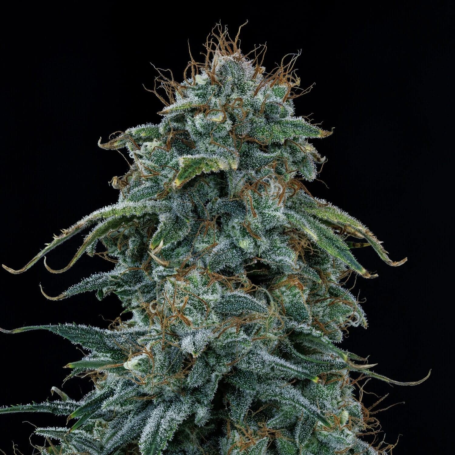 Guava Fig Auto Seeds