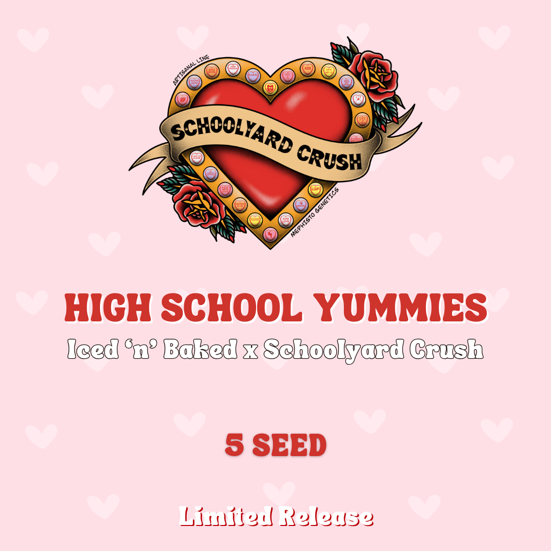 High School Yummies Auto Seeds