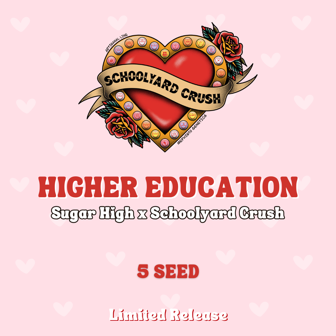 Higher Education Auto Seeds