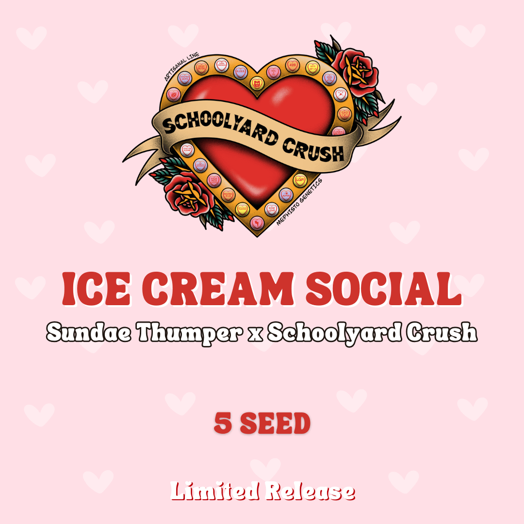Ice Cream Social Auto Seeds