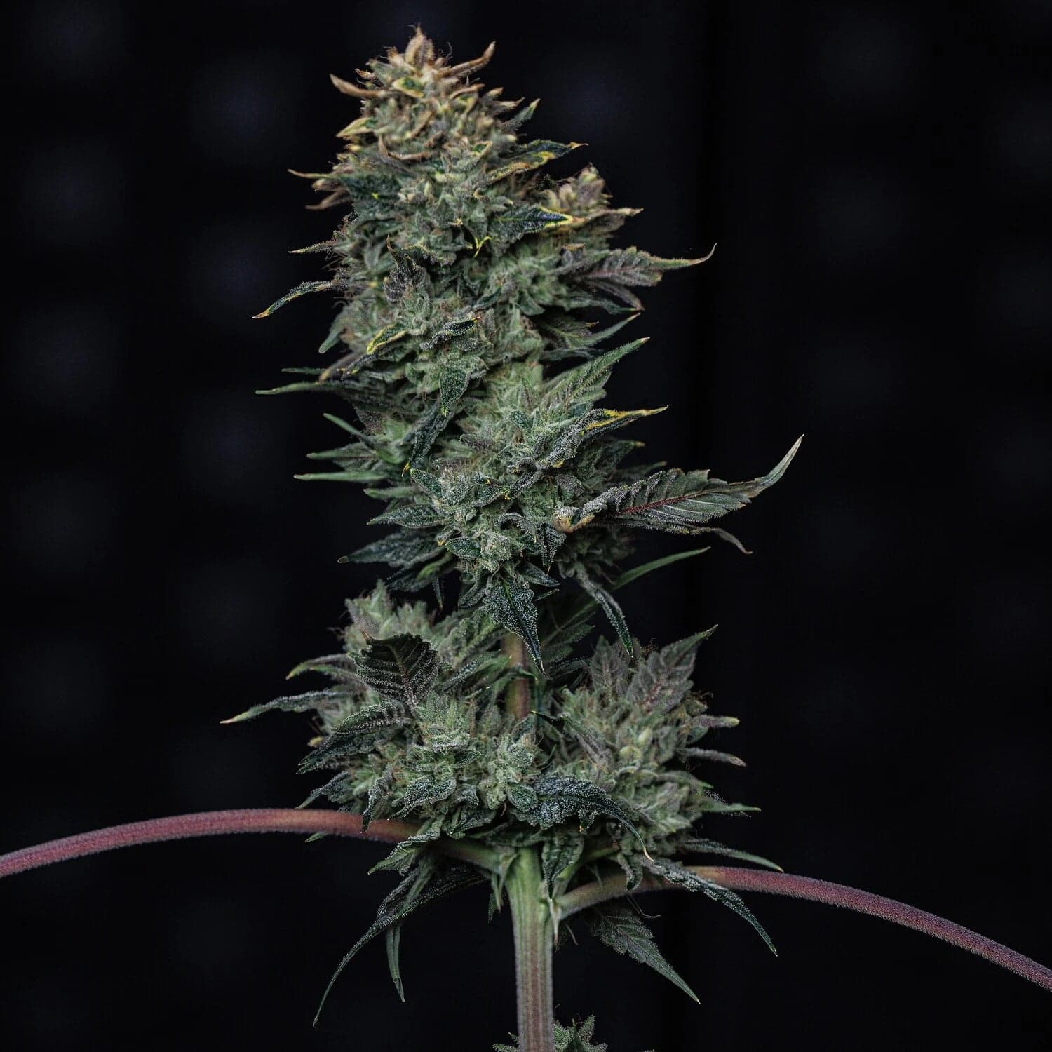 Kiwi Lime 1 Auto Seeds