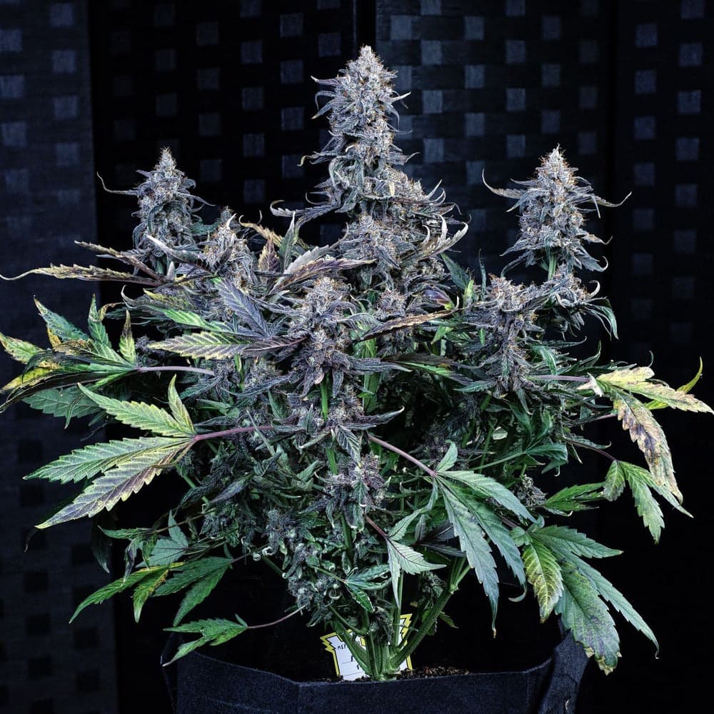 Mango Runtz Auto Seeds