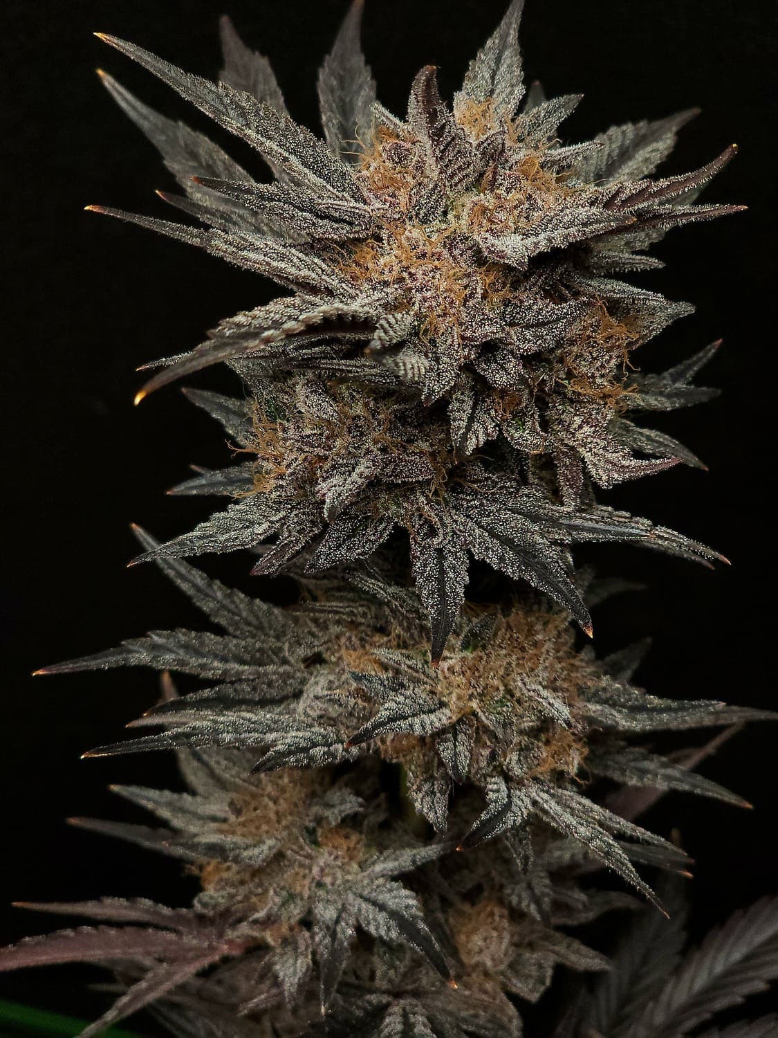 Mephisto's Grape Crush Auto Seeds