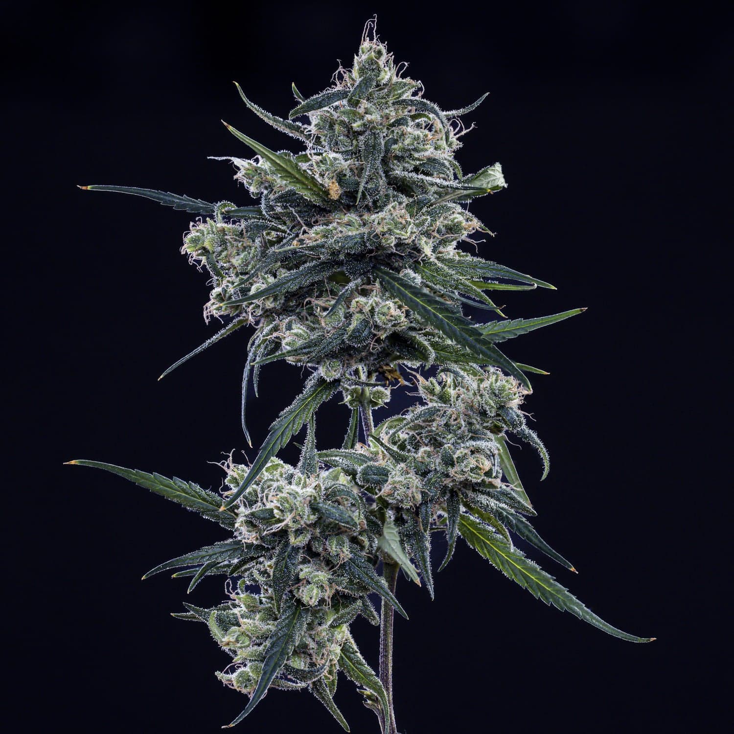 Old School Blues Auto Seeds