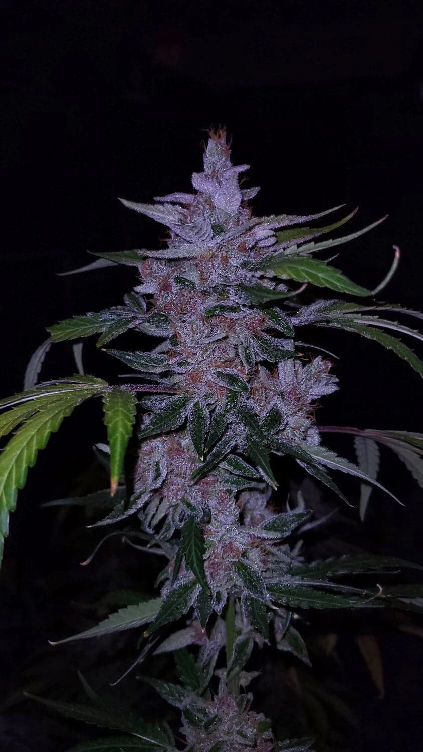 Old School Purple Nuggets Auto Seeds