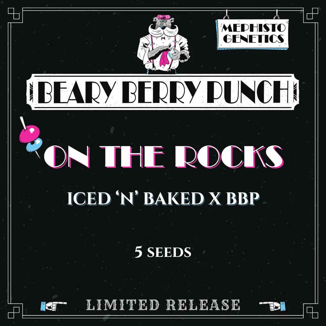 On the Rocks Auto Seeds