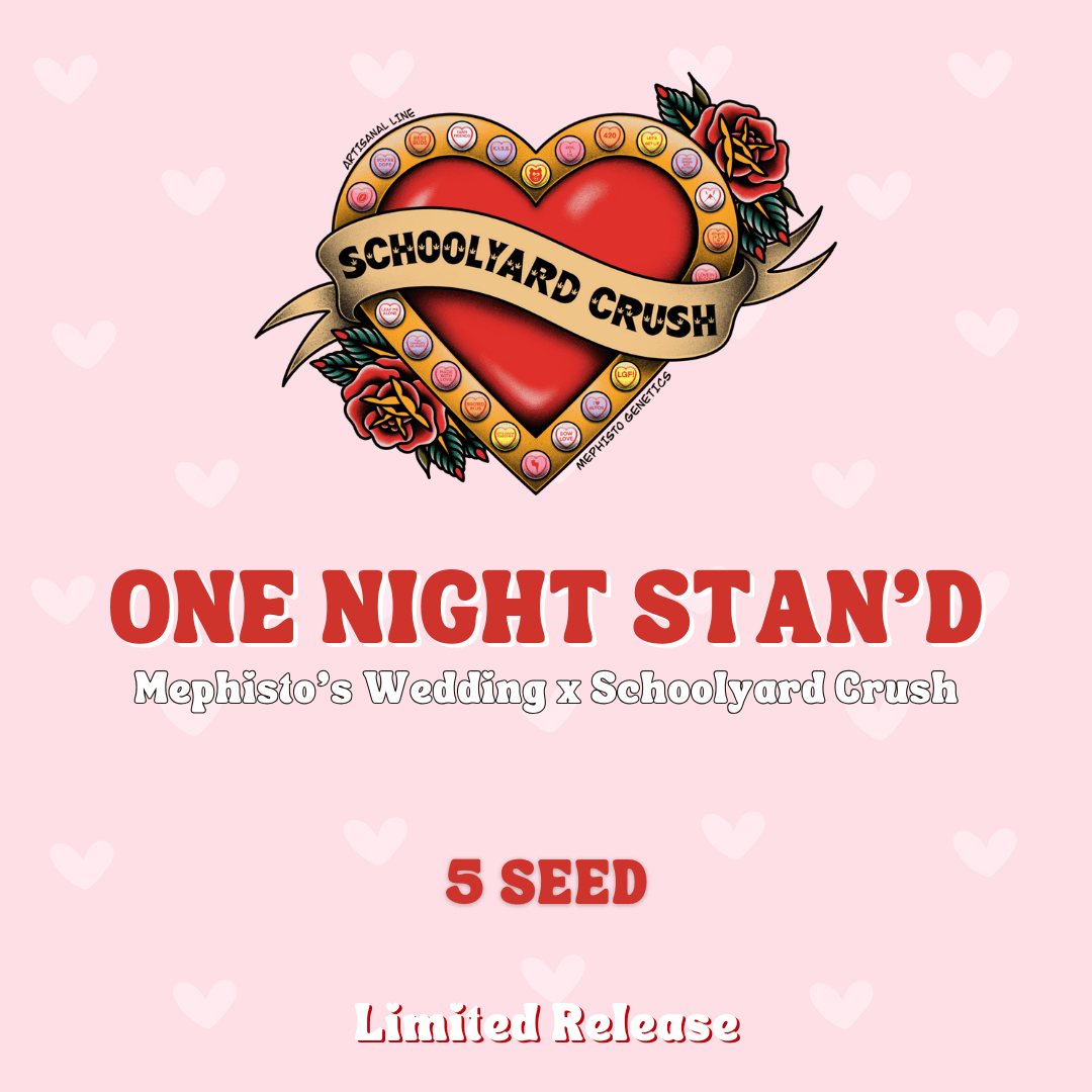 One Night Stan'd Auto Seeds