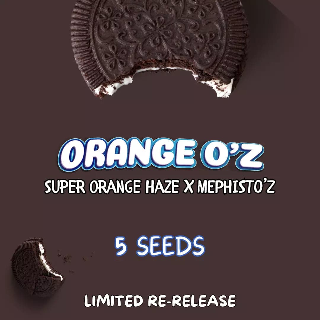 Orange O'z Auto Seeds
